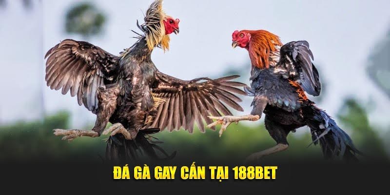 Đá gà gay cấn tại 188BET