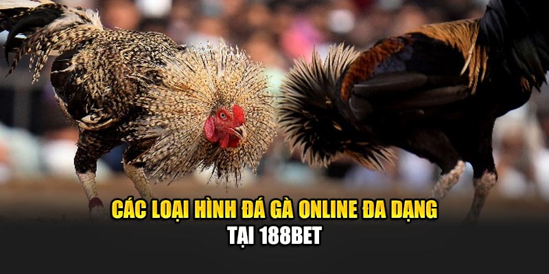 Các loại hình đá gà online đa dạng tại 188Bet