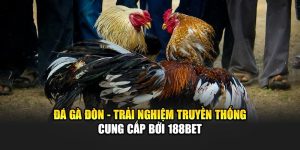 Đá Gà Đòn - Trải Nghiệm Truyền Thống Cung Cấp Bởi 188Bet