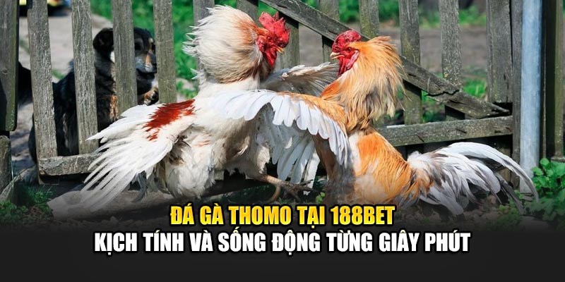 Đá gà Thomo tại 188Bet - Kịch tính và sống động từng giây phút