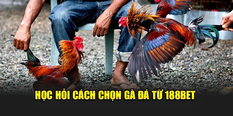 Học hỏi cách chọn gà đá từ 188Bet