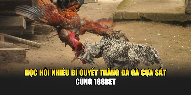 Học hỏi nhiều bí quyết thắng đá gà cựa sắt cùng 188Bet