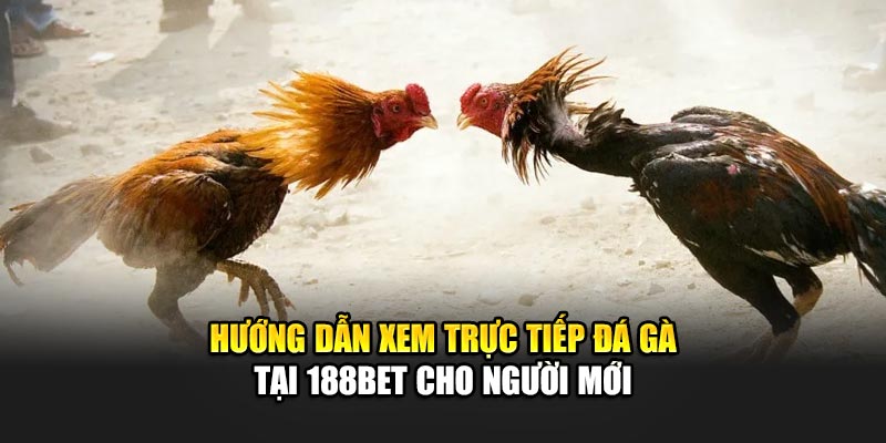 Hướng dẫn xem trực tiếp đá gà tại 188Bet cho người mới