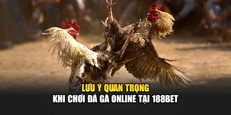 Lưu ý quan trọng khi chơi đá gà online tại 188Bet